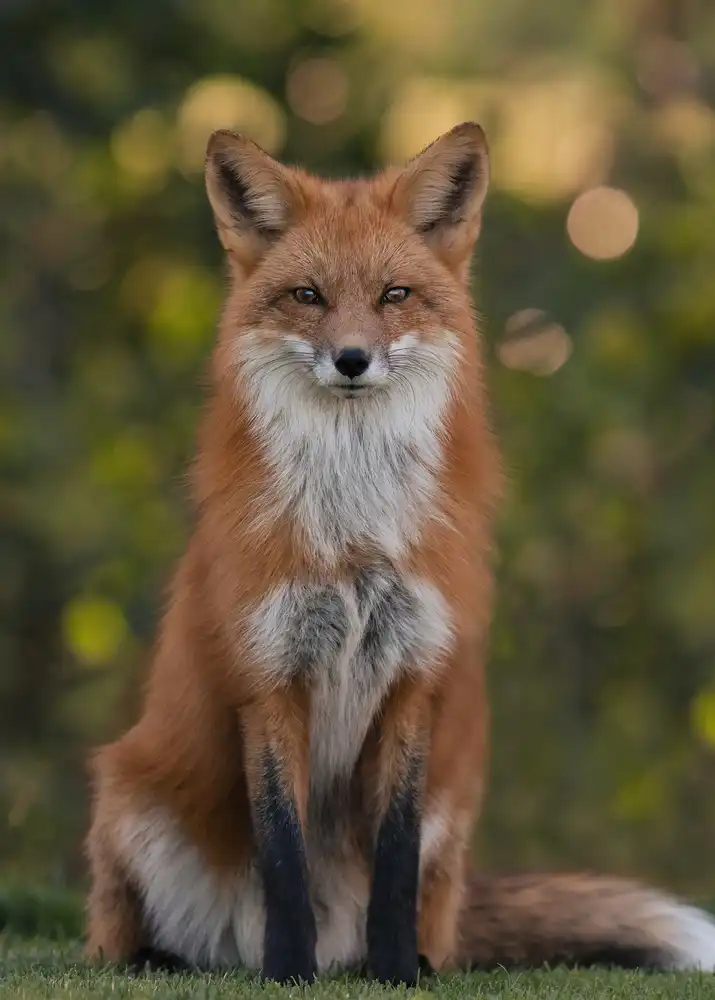 Liska Cervena (lišky obecné, Liška obecná, Vulpes vulpes) Liska Cervena