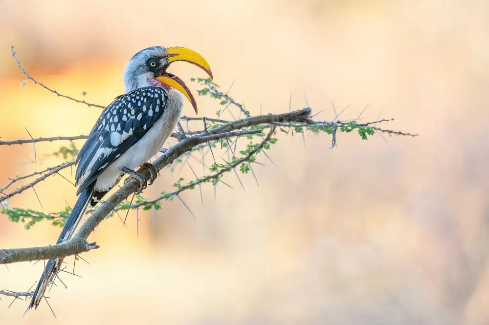 DB, YY: Bucero dal becco giallo meridionale