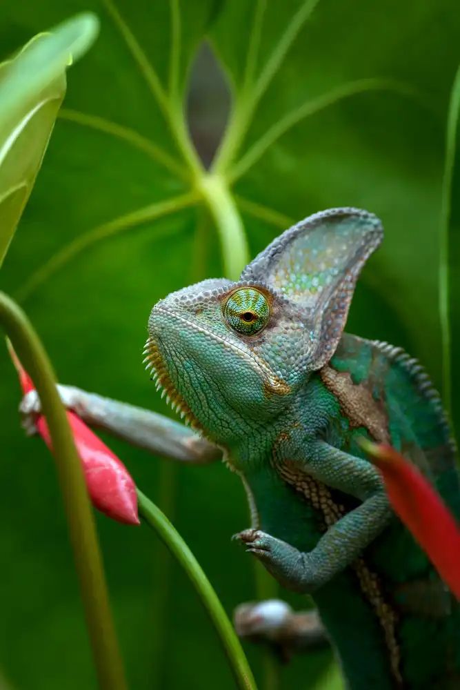 Oesin, Dikky: Veiled chameleon in green environment