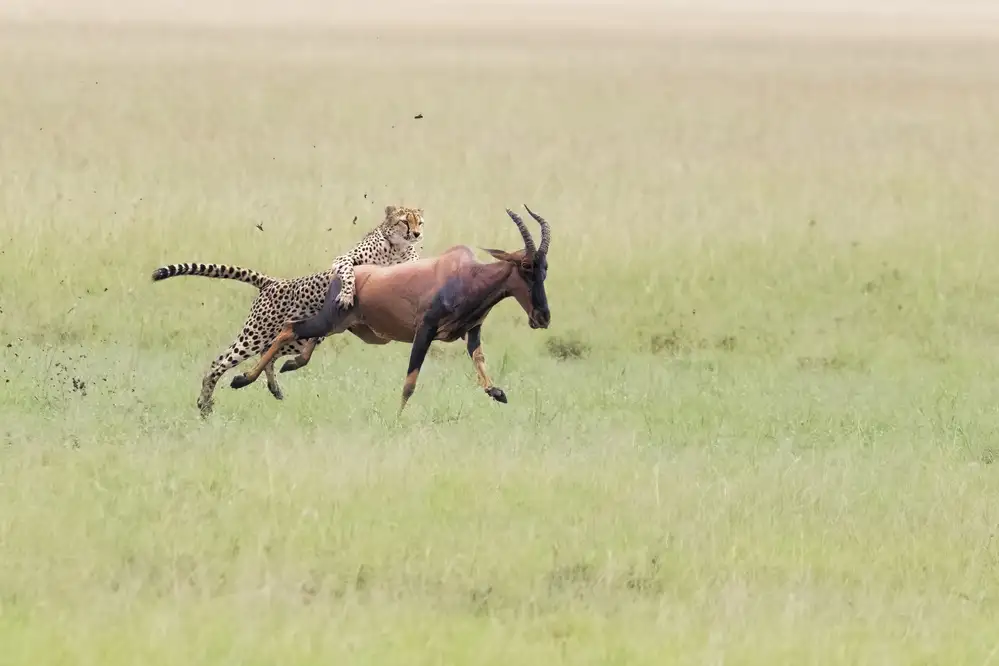 Zuo, Jun: Chasse