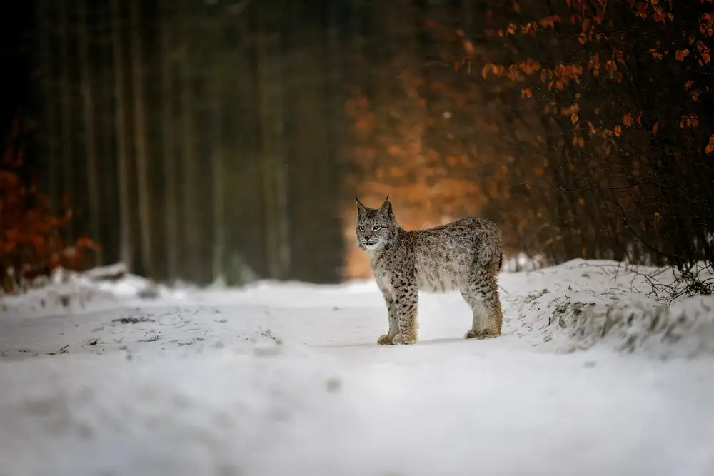 Firešová, Michaela: Rotluchs im Winterwald