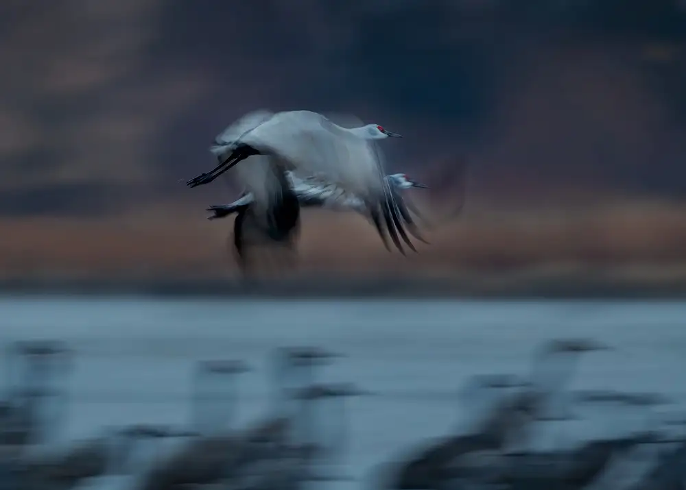 Xiao, Hanping: Sandhill Crane v pohybu