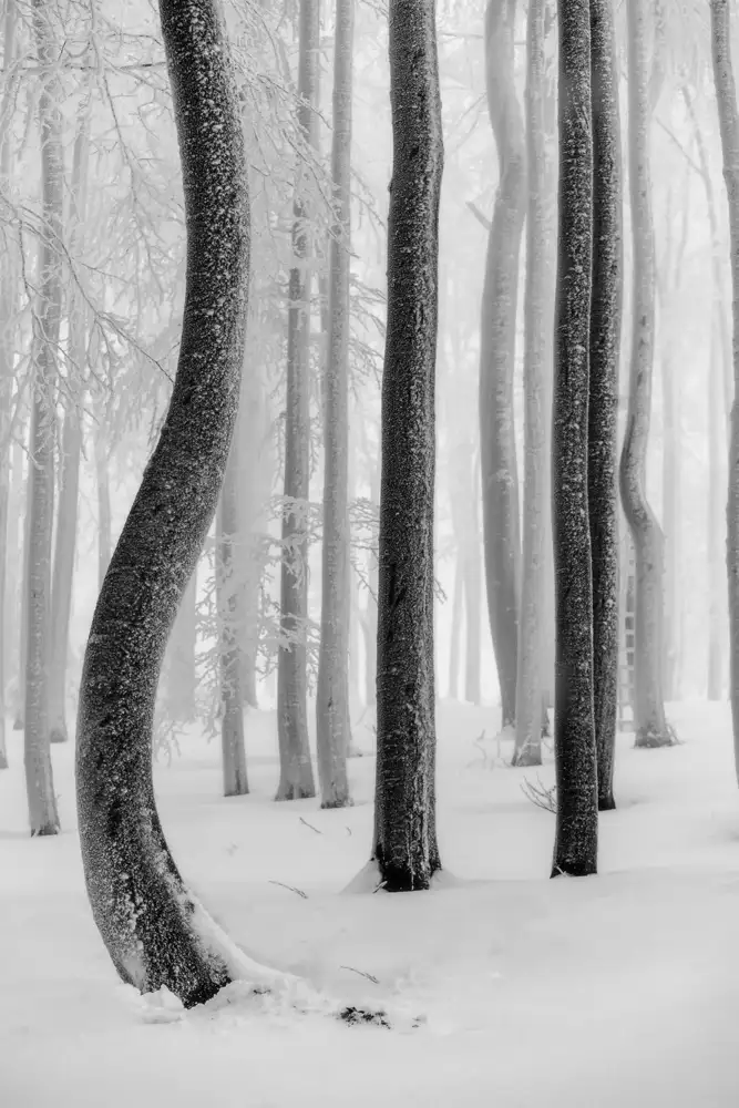 Pavlasek, Tom: Formes