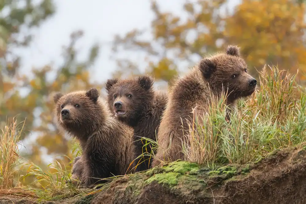Wei, and Siyu: cuccioli di orso