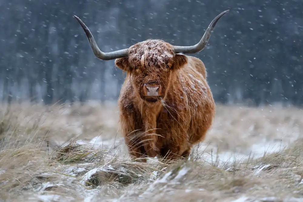 Guijt, Richard: Mucca dell'altopiano innevato