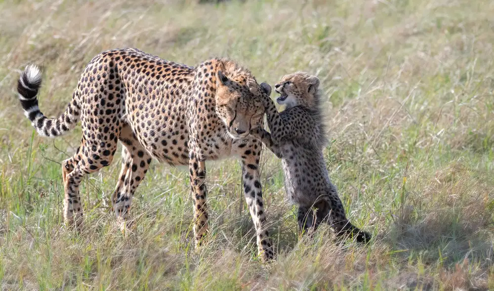 Fischer, Jie: Gioca con la mamma