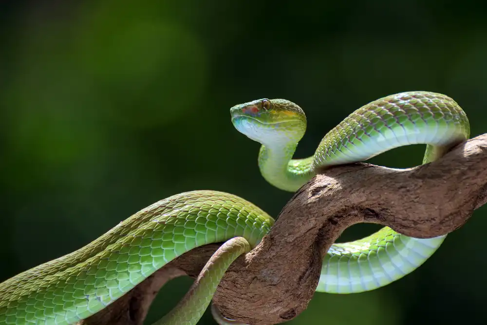 Oesin, Dikky: The white-lipped pit viper