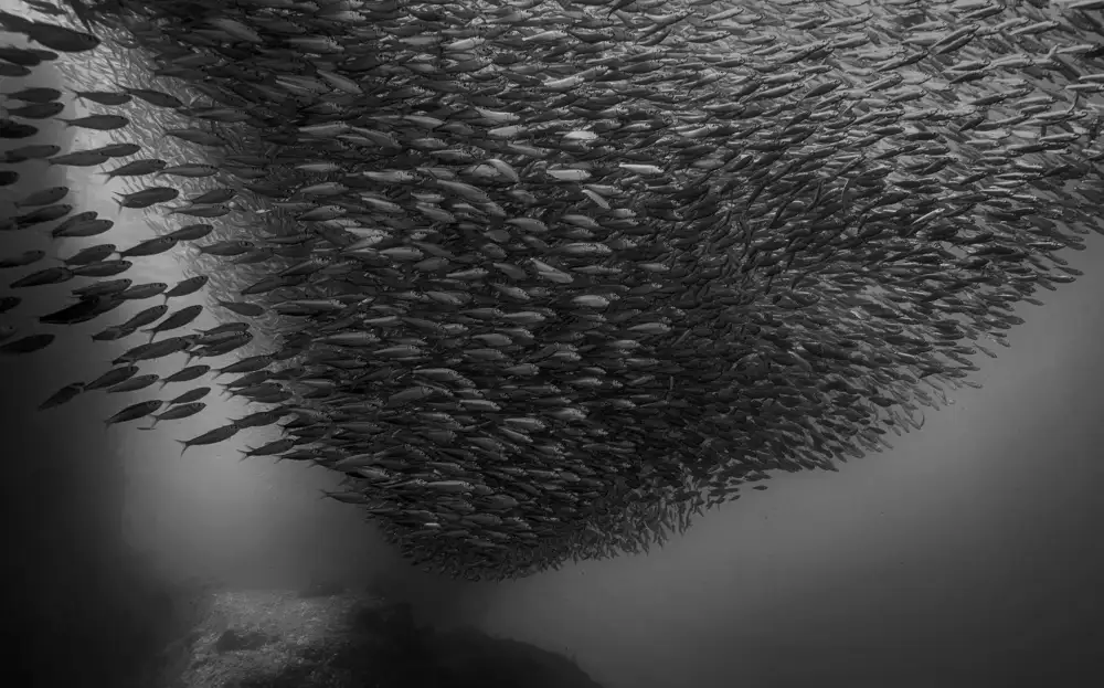 Lu, Jennifer: Corsa delle Sardine