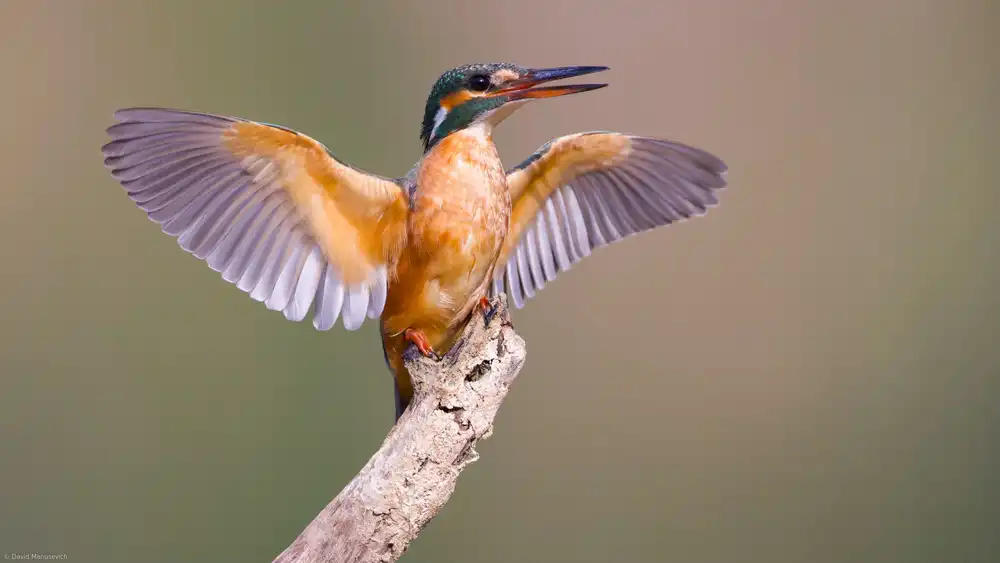 Manusevich, David: Eisvogel