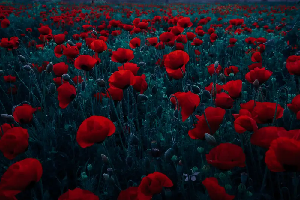 Kazamil, Farid: Symphonie der Blumen