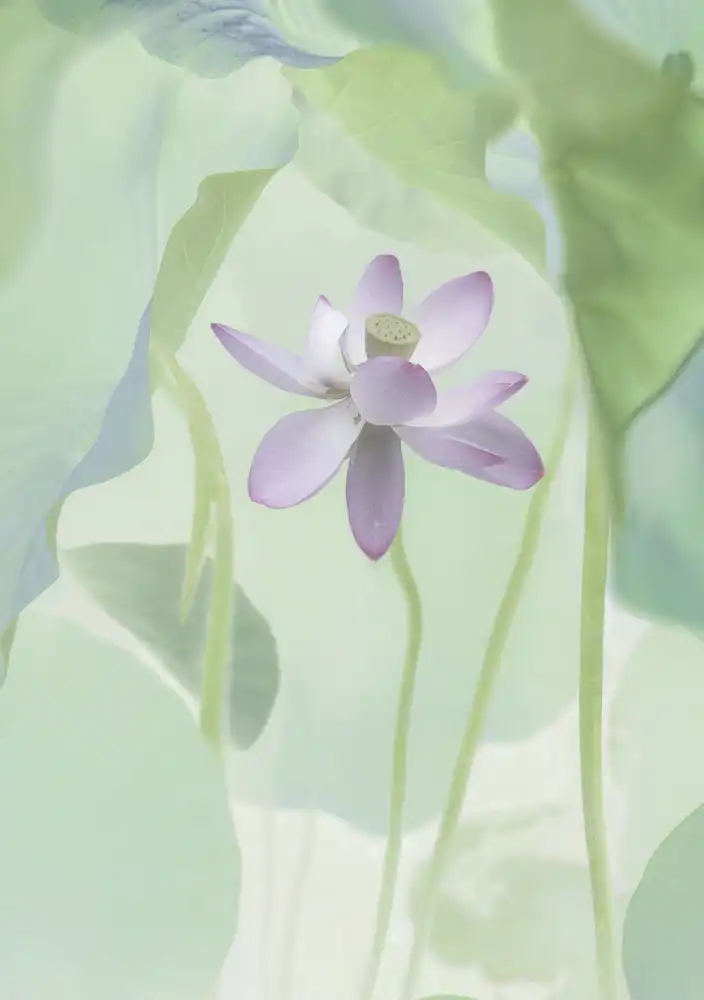 Binbin, L.: Fiore di loto