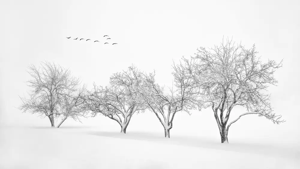 Xu, Mei: Mondo Bianco