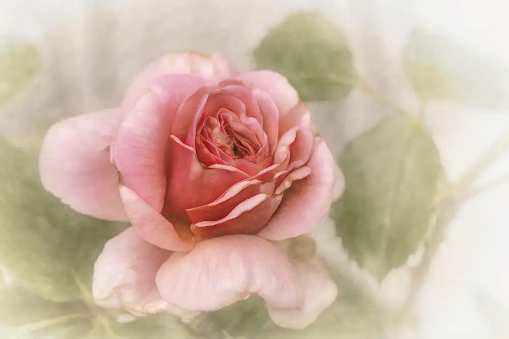 Claes, Gilbert: rosa liscia