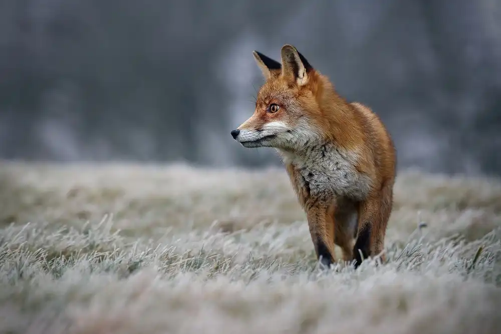 Firešová, Michaela: Frostiger Morgen
