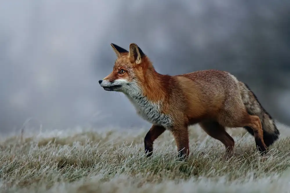 Firešová, Michaela: Frostiger Morgen