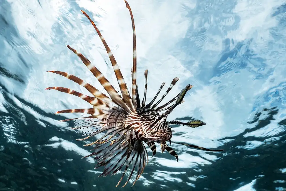 Melesan, Serge: Poisson lion