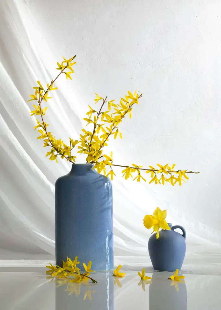 Xu, Wendy: Fleur de forsythia