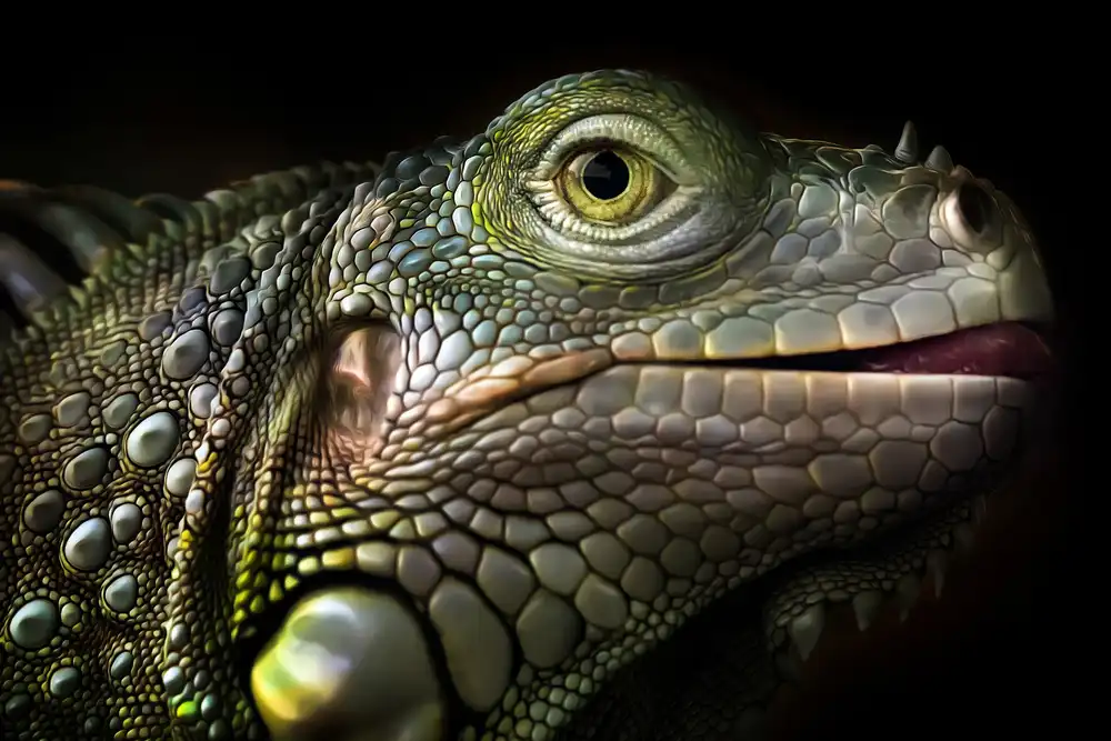 Maududdin, Fauzan: Iguana splendente