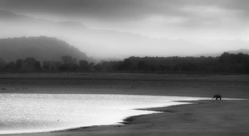 Swapnil: solitario