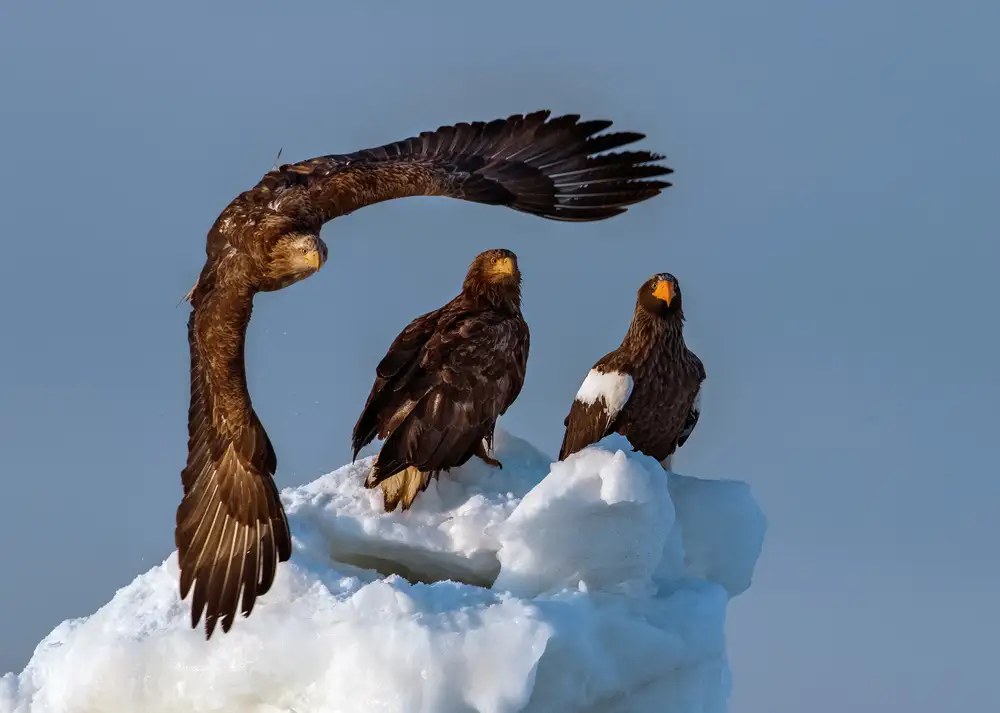 Fischer, Jie: Aquila di mare!
