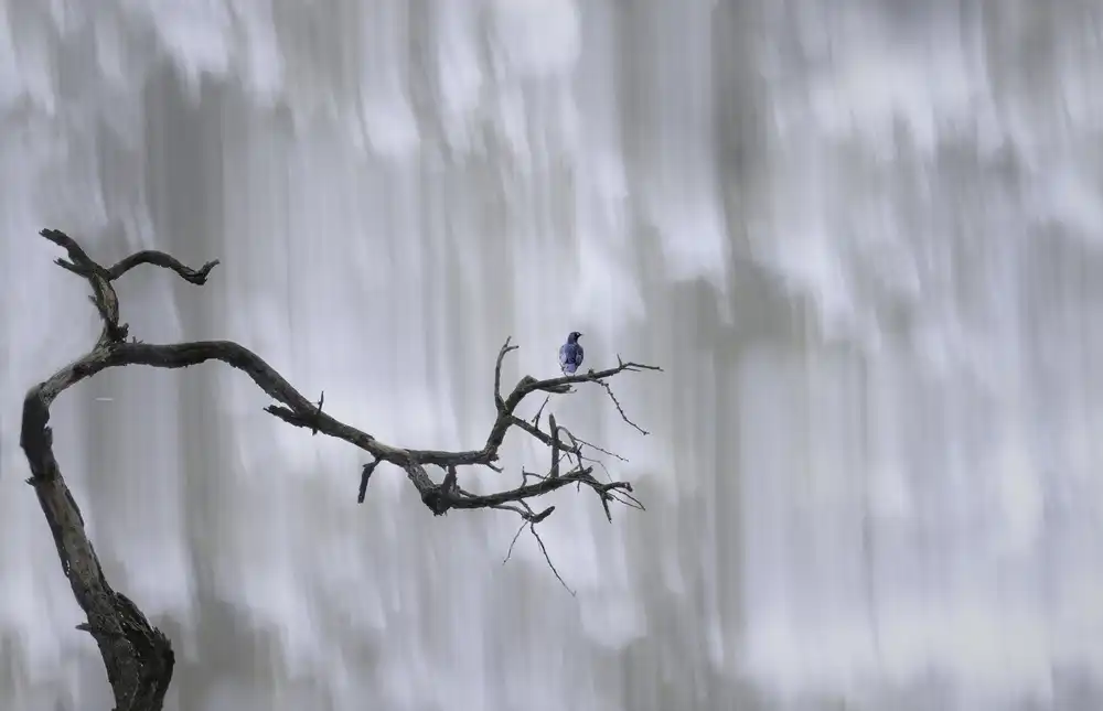 Henley, Nadine: Bluebird alla cascata