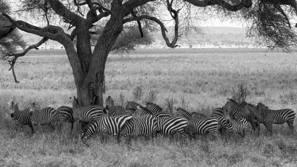 Manusevich, David: Zebras