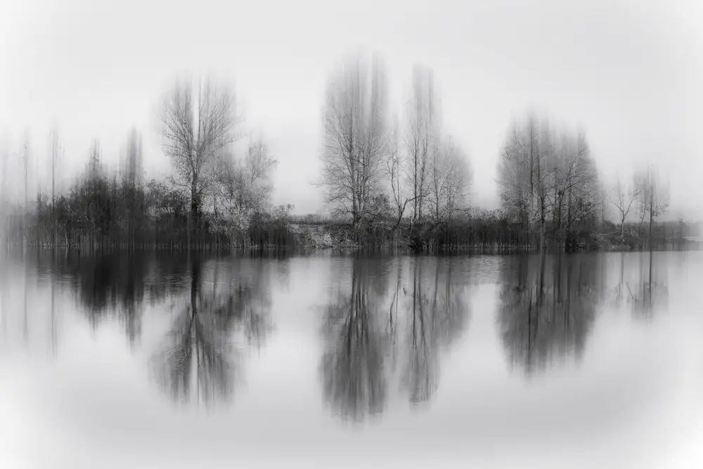 Massetti, Fabrizio: Alberi riflessi