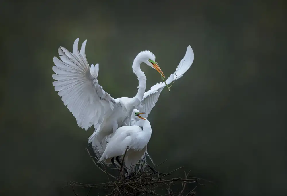 Xu, Sheila: La storia della primavera (7)