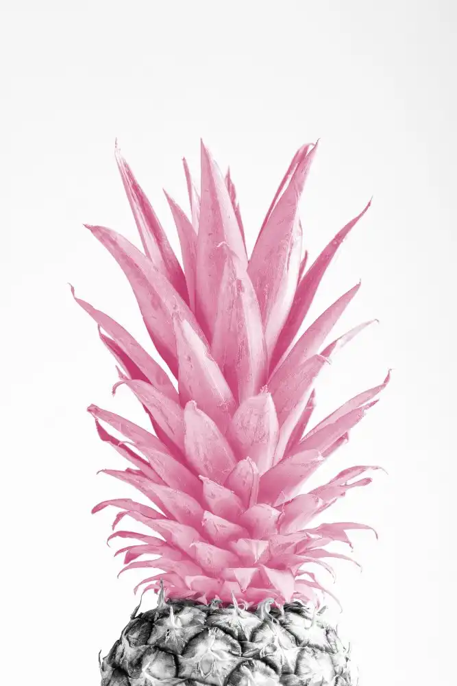 Studio, Pictufy: Rosa ananas 03