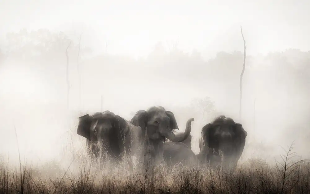 Swapnil: rodina