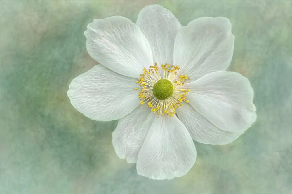 Claes, Gilbert: Anemone 'Honorine Jobert'