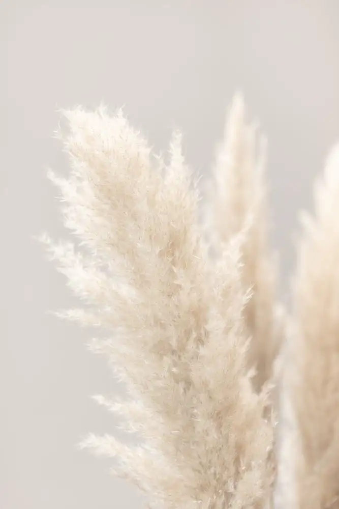 Studio, Pictufy: Erba di Pampa Grigio 03