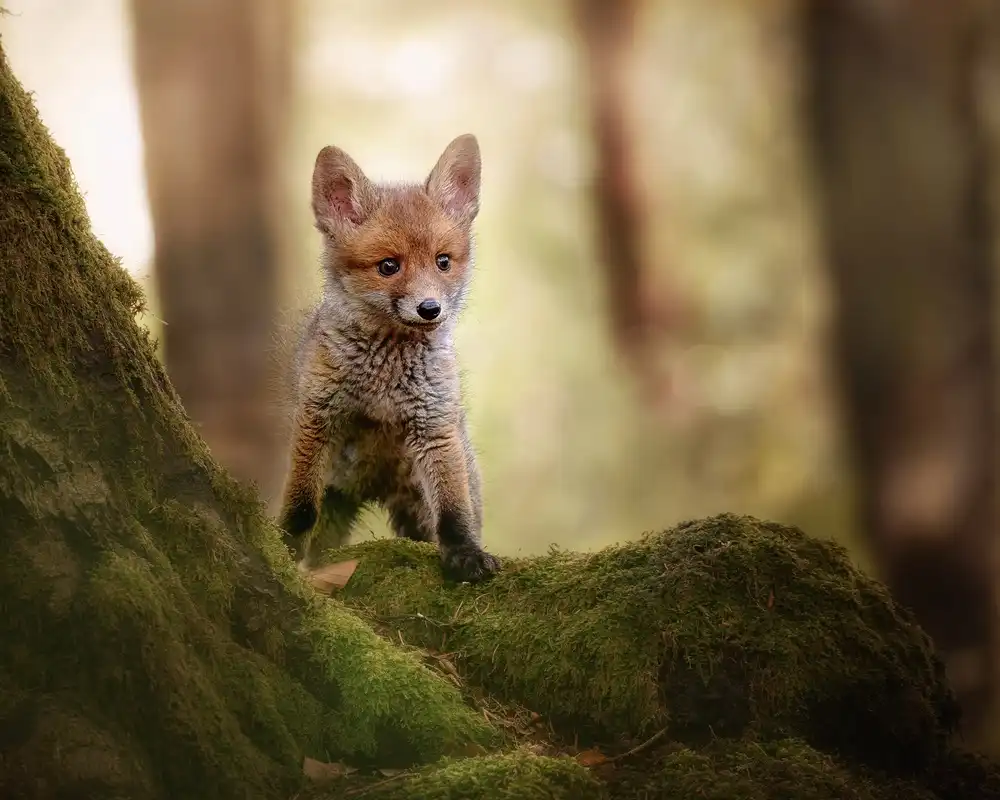 Firešová, Michaela: Fuchsjunges