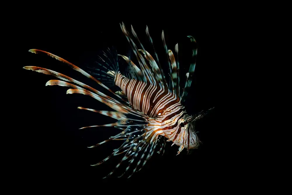 Melesan, Serge: Pterois