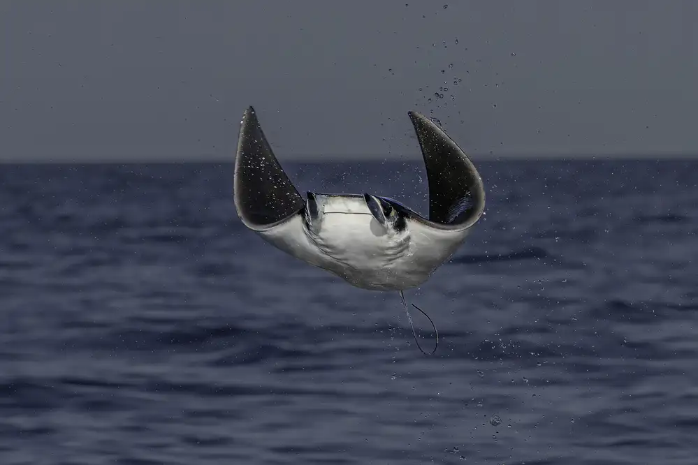 Lu, Jennifer: Volare fuori dall'oceano