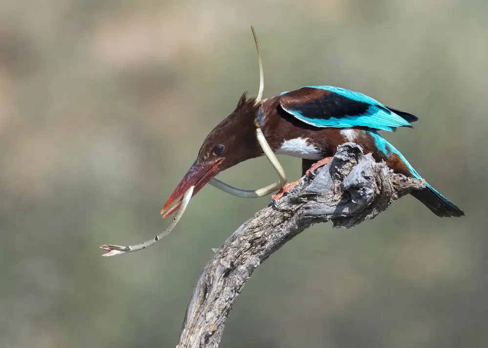 Amer, Eyal: Il serpente