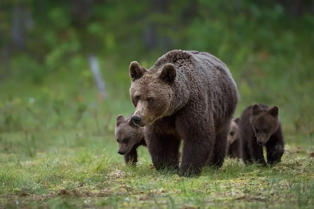 Pozzi, Marco: Madre e cuccioli