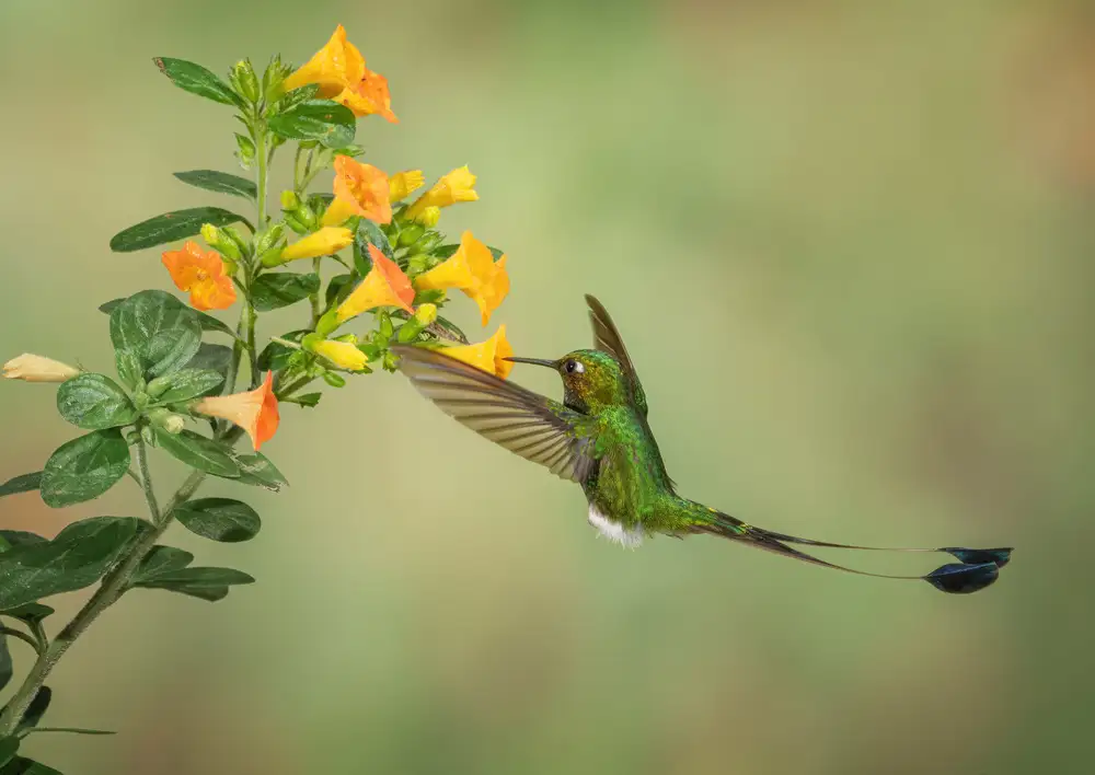Xu, Sheila: Colibrì con coda di racchetta con lo stivale