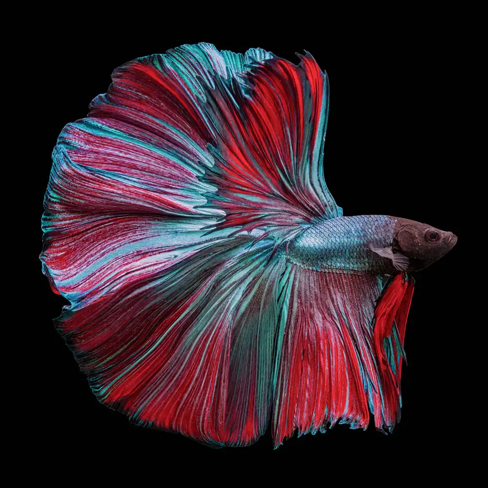 Halil, Andi: Betta Fish Rot und Blau