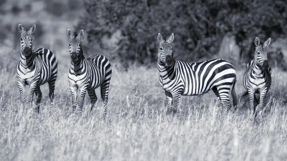 Manusevich, David: Zebras
