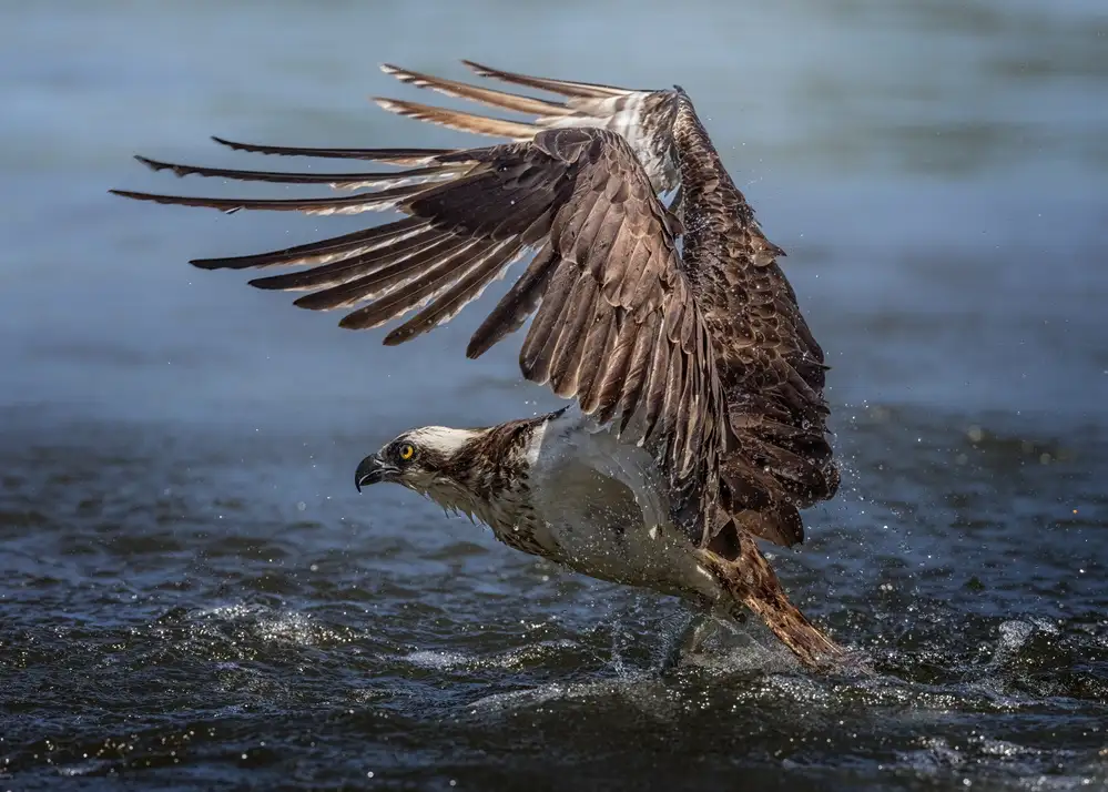 Wei, and Siyu: Caccia al falco pescatore