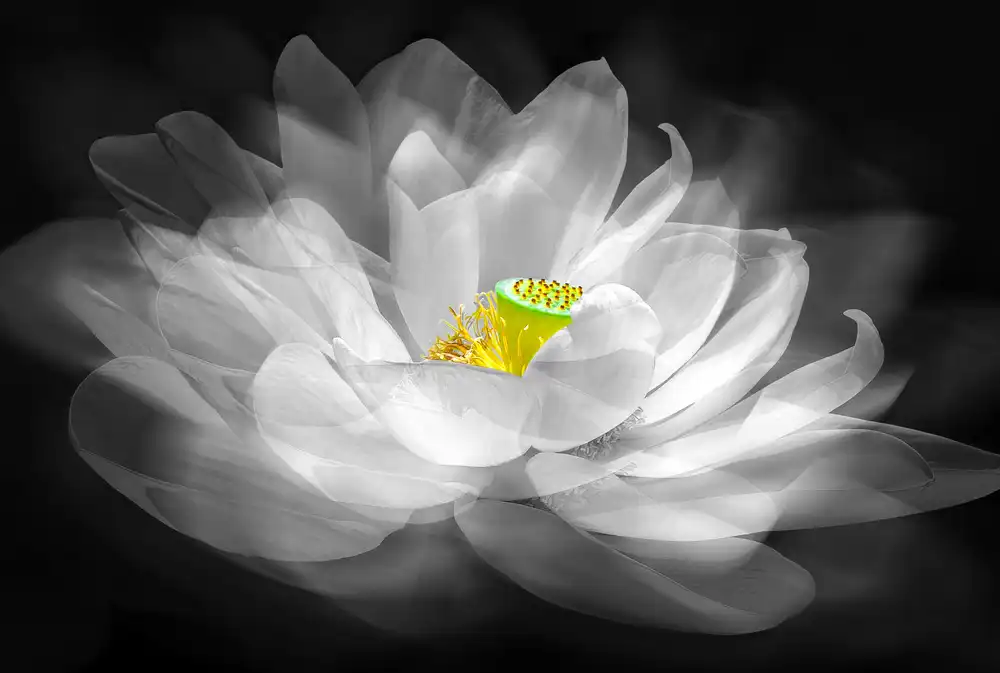 Zeng, Kenneth: Illusione
