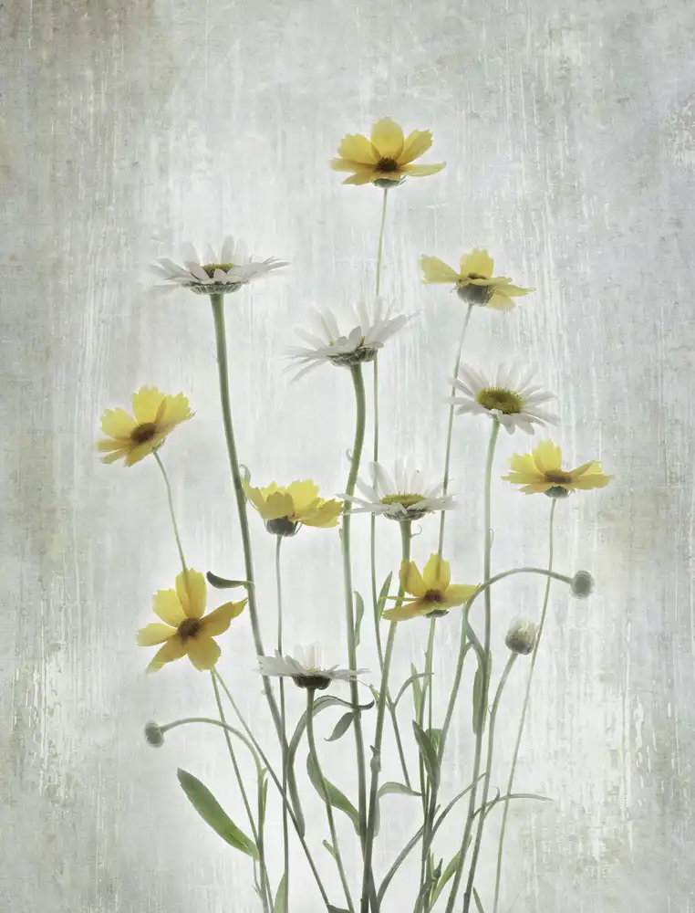 Binbin, L.: Fiori estivi