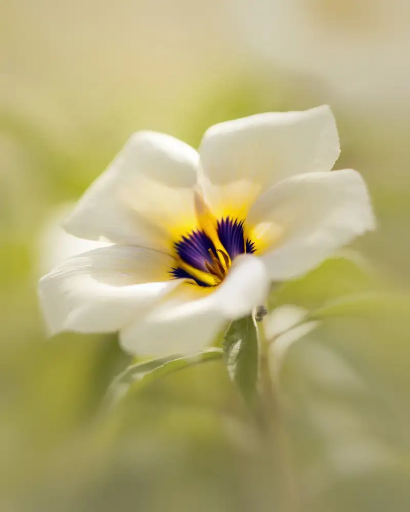 Maududdin, Fauzan: Bellezza in fiore