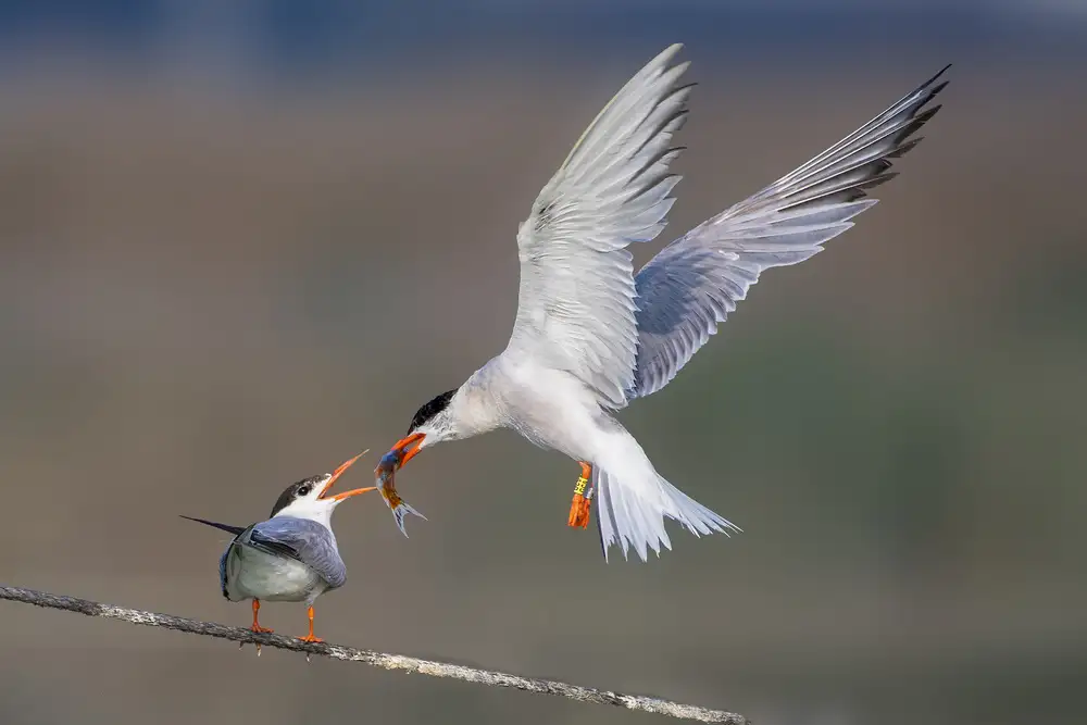 Moshe, Mallal: Feeding the chick