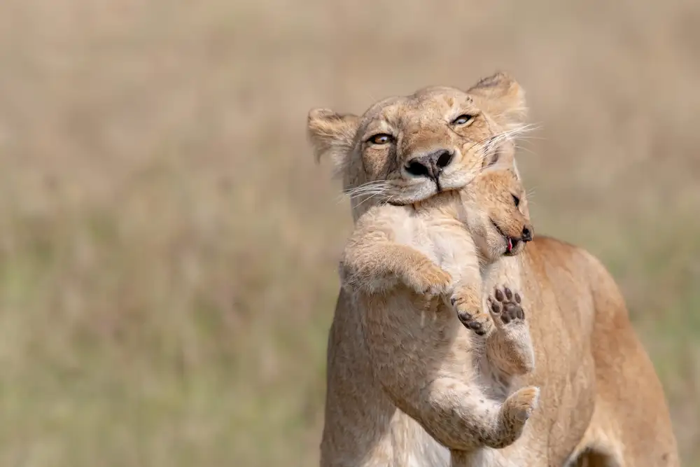 Catta, Alessandro: Taxi Savannah