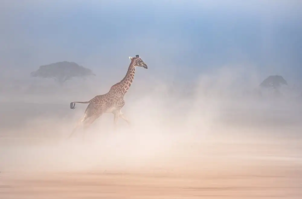 Telhami, Isam: La danza della giraffa2