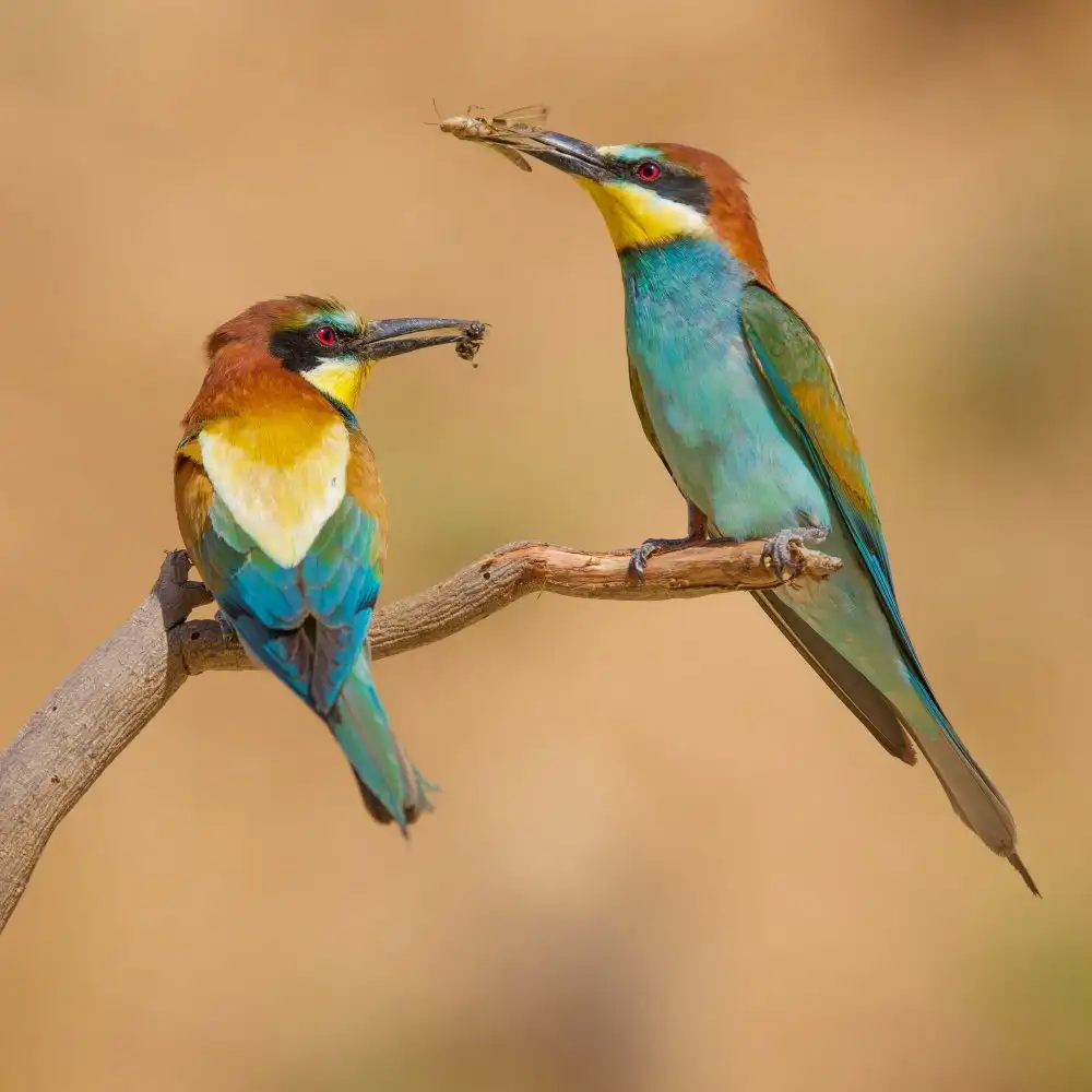 Manusevich, David: I gruccioni