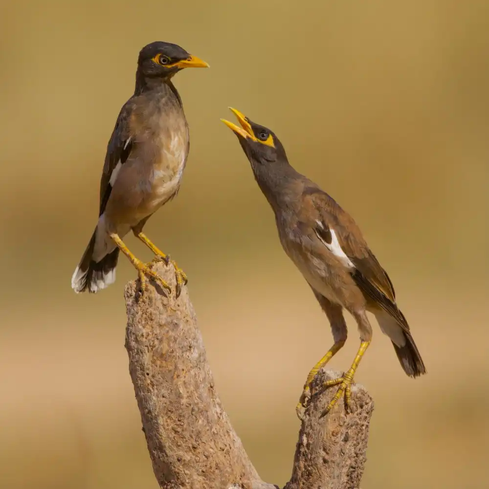 Manusevich, David: Mynas obecný