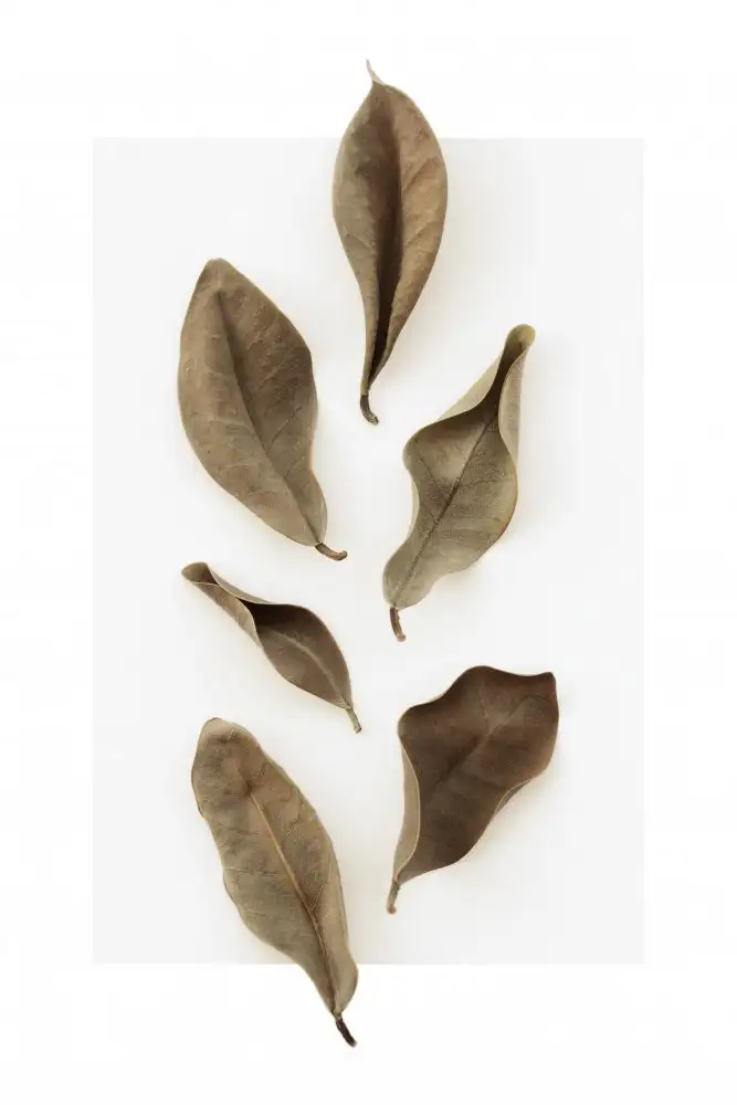 Studio, Pictufy: Foglie secche_1